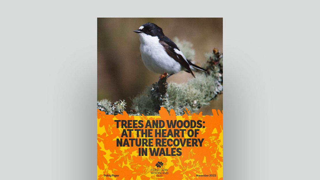 Trees and woods at the heart of nature recovery in Wales document cover Trees and woods at the heart of nature recovery in Wales document cover