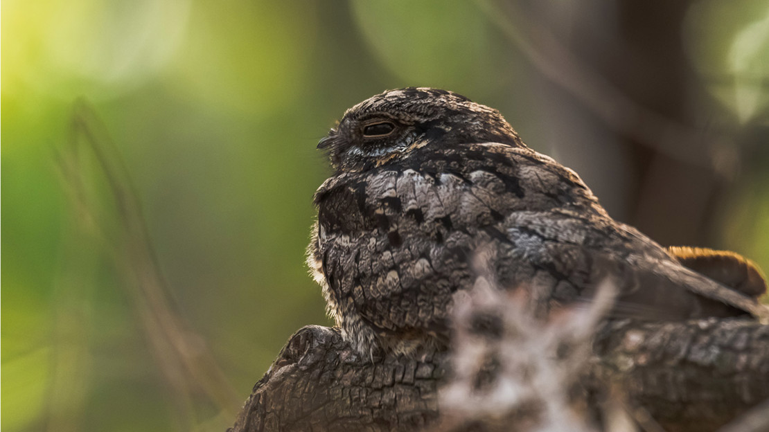 A perched Nightjar