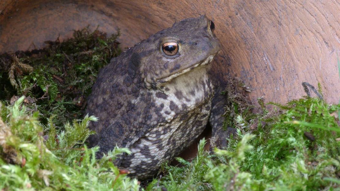 A toad sitting in greenery inside a terracotta plant pot