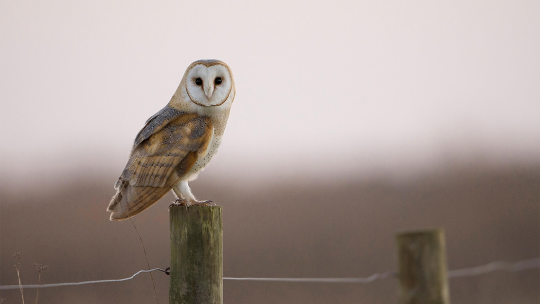 Barn owl standing on a fence post in dim evening light