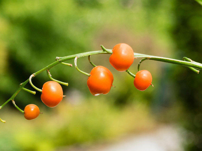 Umbraco.Cms.Infrastructure.PublishedCache.Property