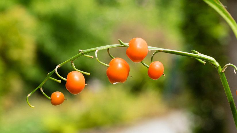 Umbraco.Cms.Infrastructure.PublishedCache.Property