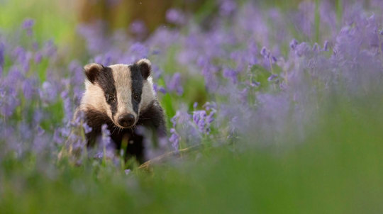 A badger poking its head out of a clump of bluebells