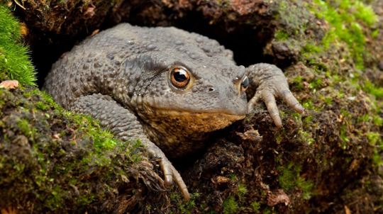 Close up of a common toad peeking out of a hole in a log