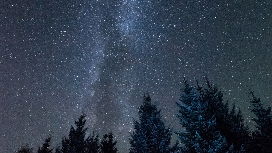 View of a starry night sky over treetops