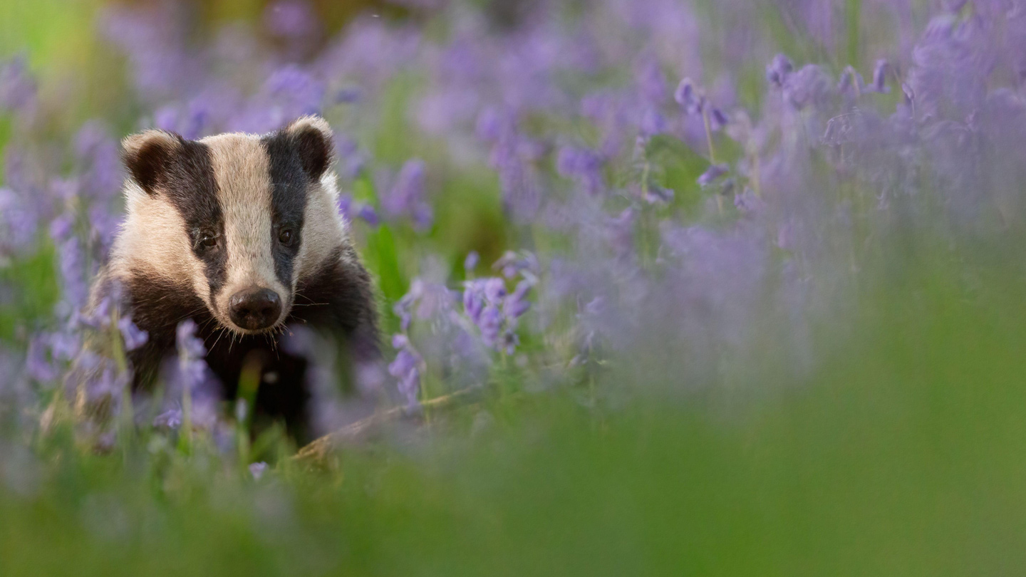 How To Tell The Difference Between UK Reptiles - Woodland Trust