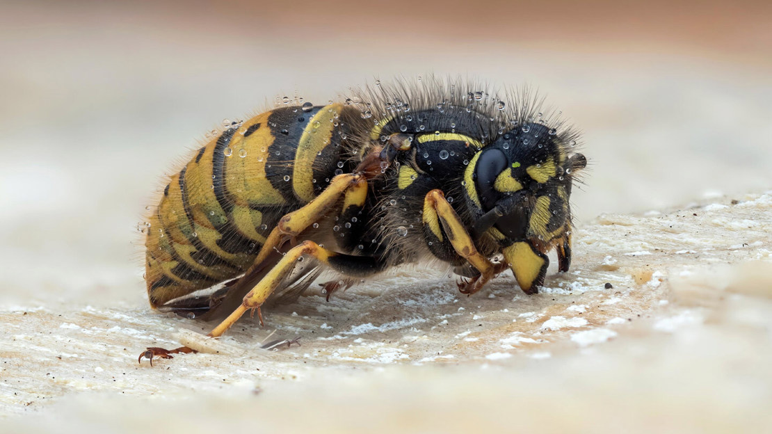 Common wasp queen covered in dew drops and sleeping on tree bark during hibernation