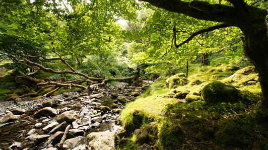 An old tree and mossy bank overhanging a rocky stream in a temperate rainforest