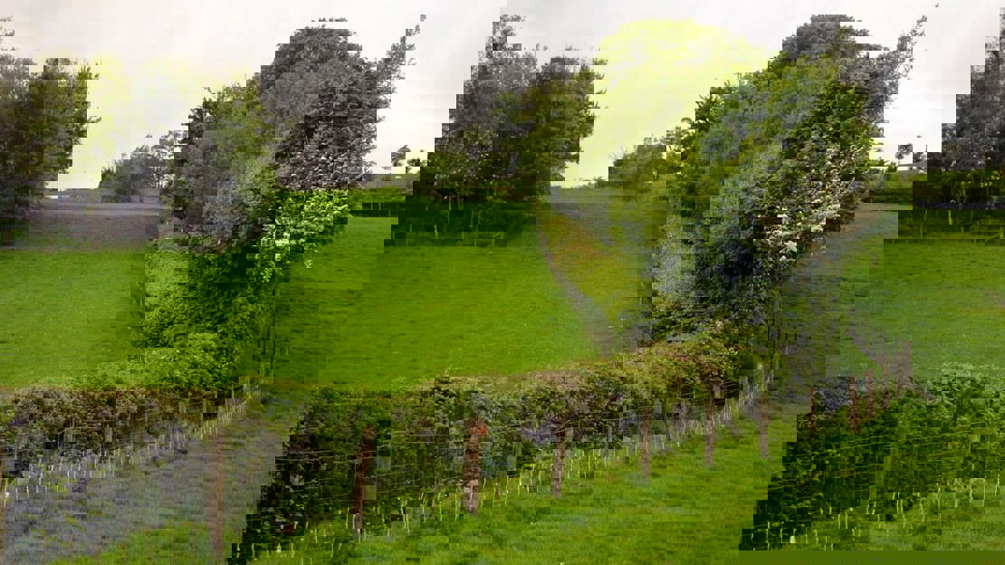 Hedging alongside a post and wire fence separating two green fields