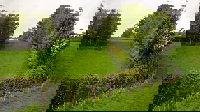 Hedging alongside a post and wire fence separating two green fields