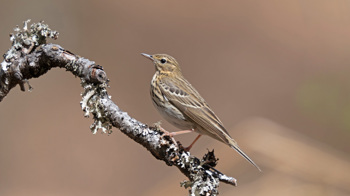 Male tree pipit