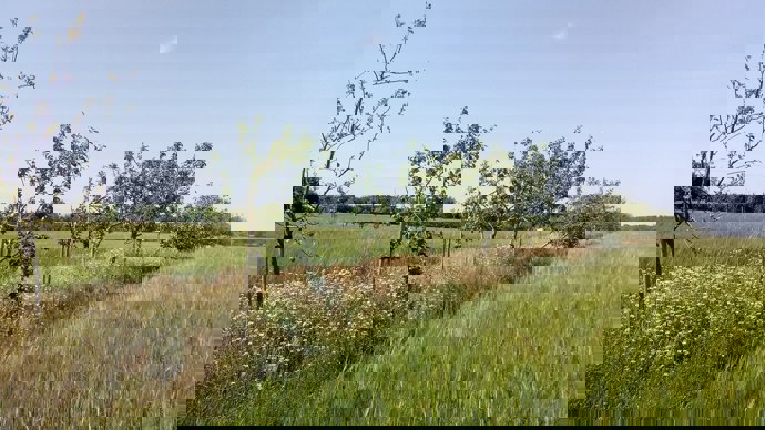Young trees growing on the boundary between two arable fields