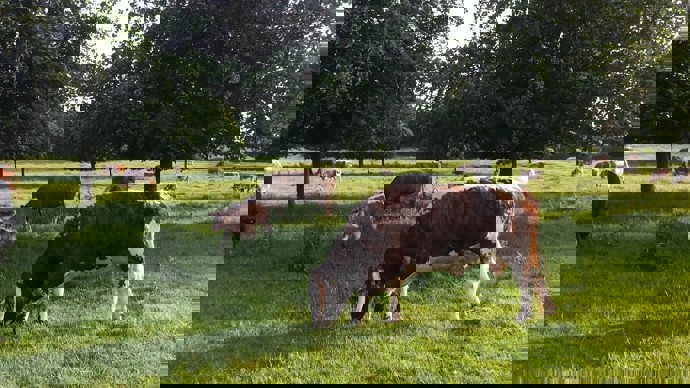 Cows grazing in a field dotted with leafy trees