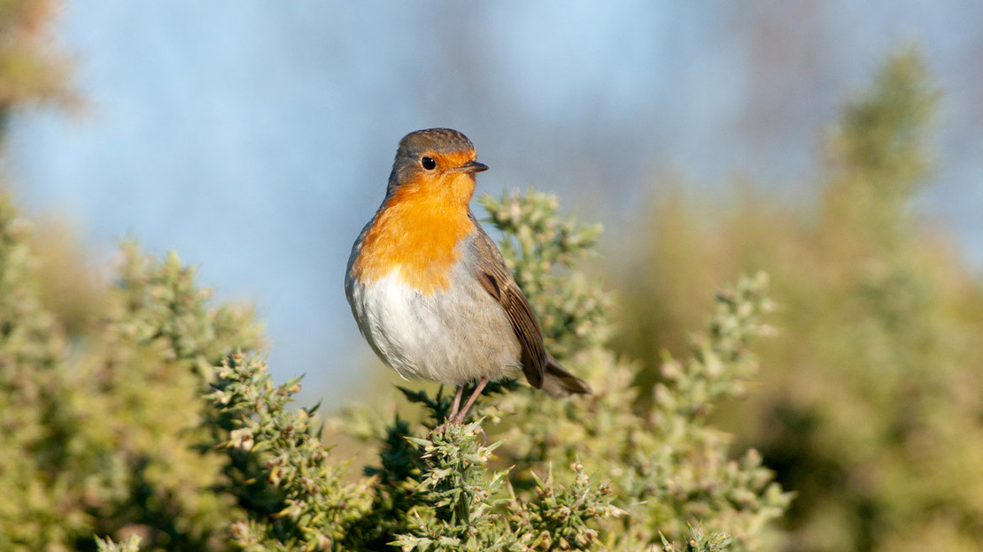 Robin perched on branch