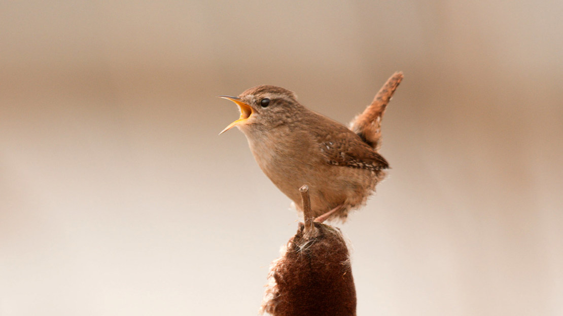 Wren in full song
