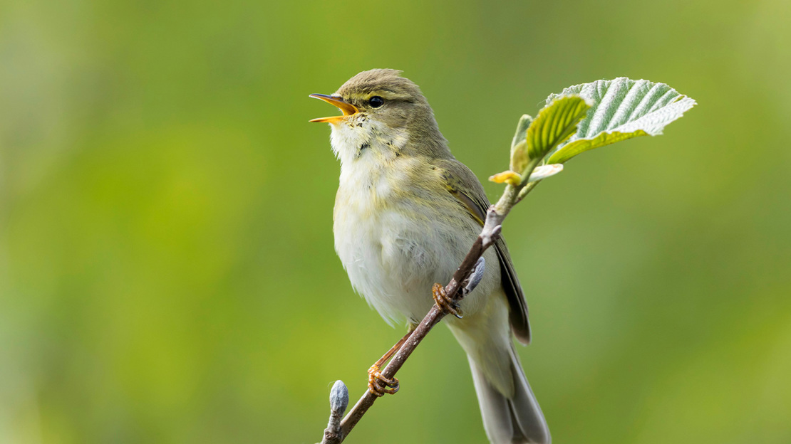 Willow warbler perched on branch singing