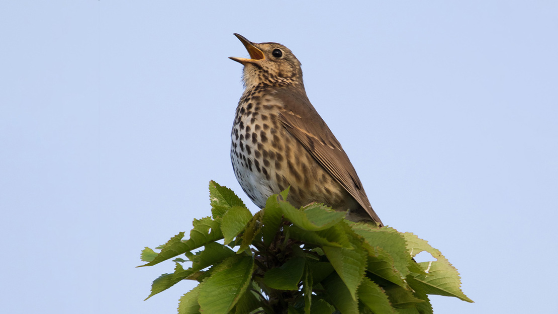 Song thrush in full song