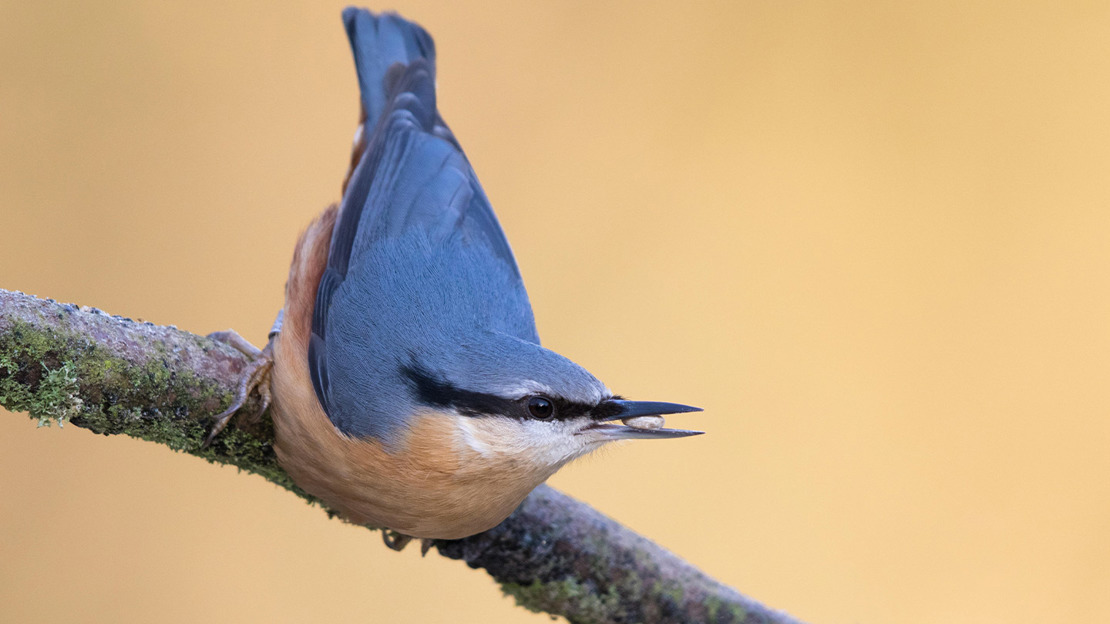 Nuthatch with a seed in its beak