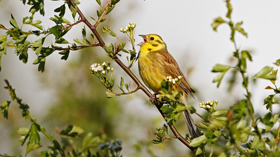 Yellowhammer in song
