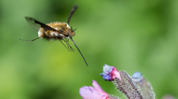 Dark-edged bee-fly flying towards a lungwort flower.