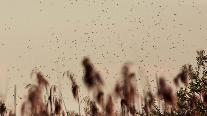 Common mayfly (Ephemera vulgata) mating flight over reeds