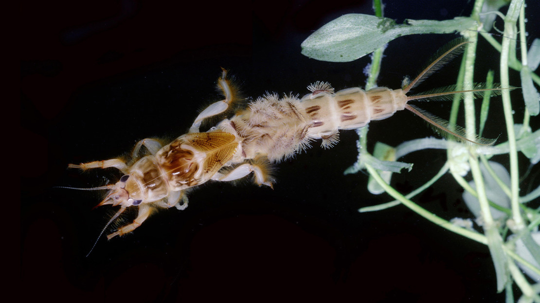 Mayfly nymph