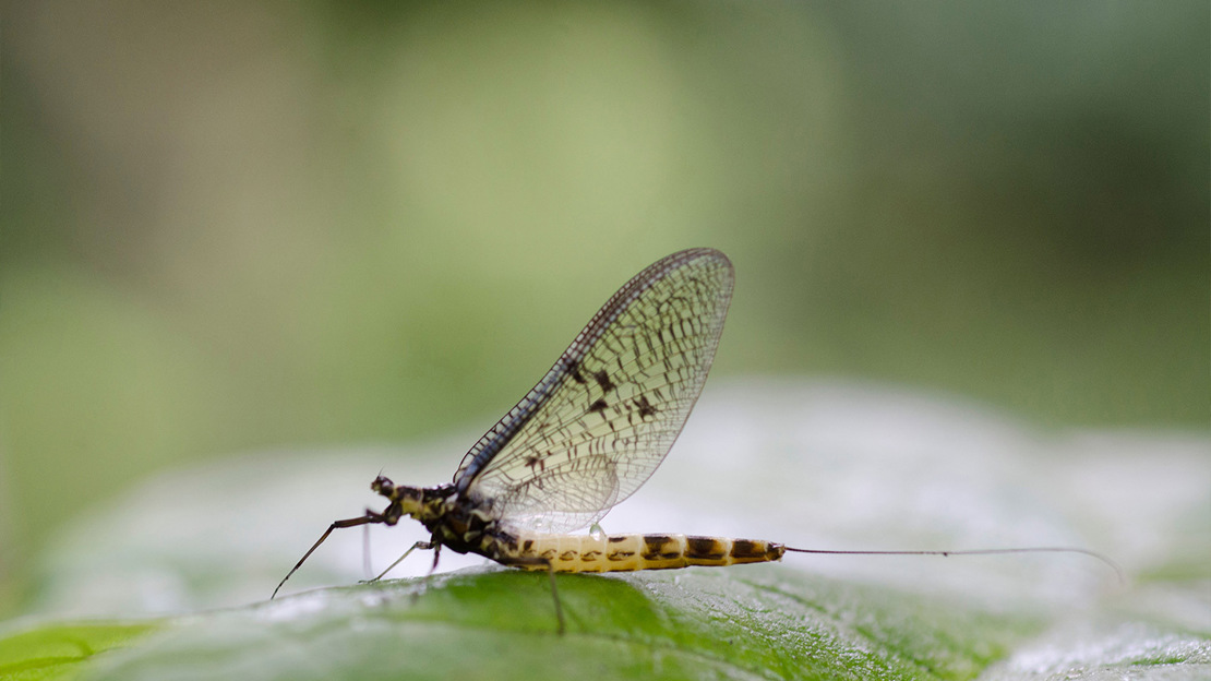 Mayfly (Ephemera vulgata)