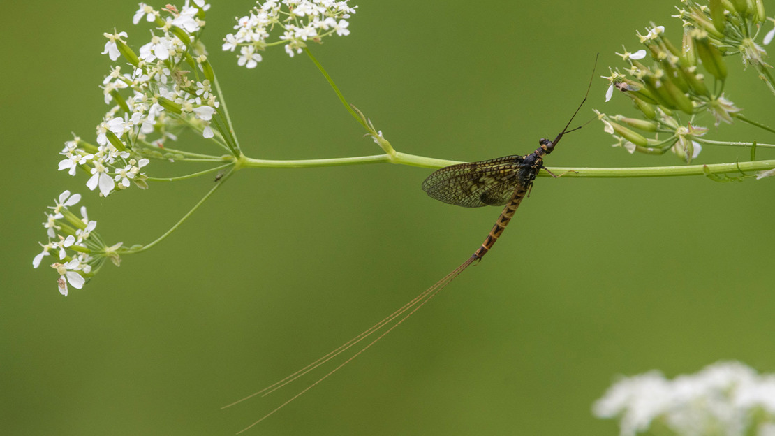Common mayfly resting on a wildflower stalk