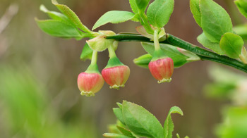 Close up of bilberry plant showing bell-like flowers