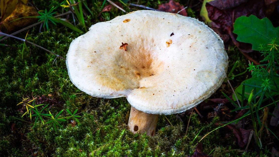 Fools funnel (Clitocybe rivulosa) on woodland floor