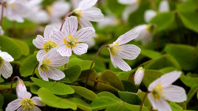 Close up of a clump of wood sorrel flowers.