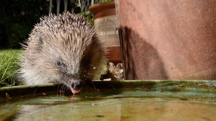 Hedgehofg lapping up water from a bowl left on the garden patio for it to drink from