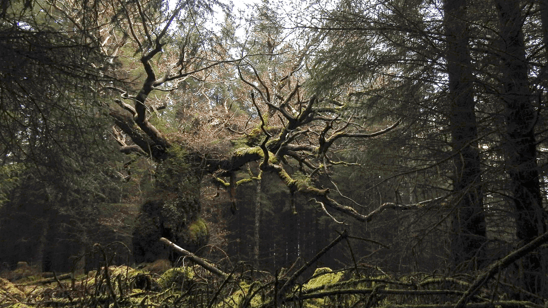 Ancient oak with twisting branches in a woodland clearing