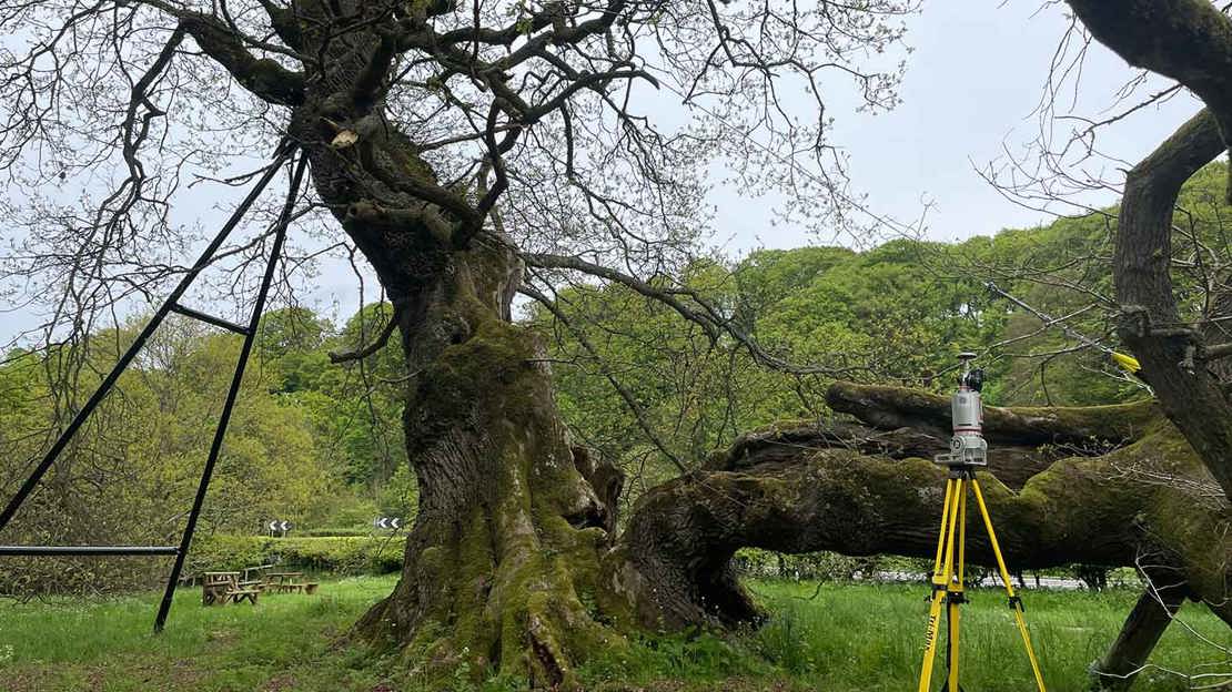 A LiDAR scanner on legs set up beside an ancient oak tree with a trunk that's split in two