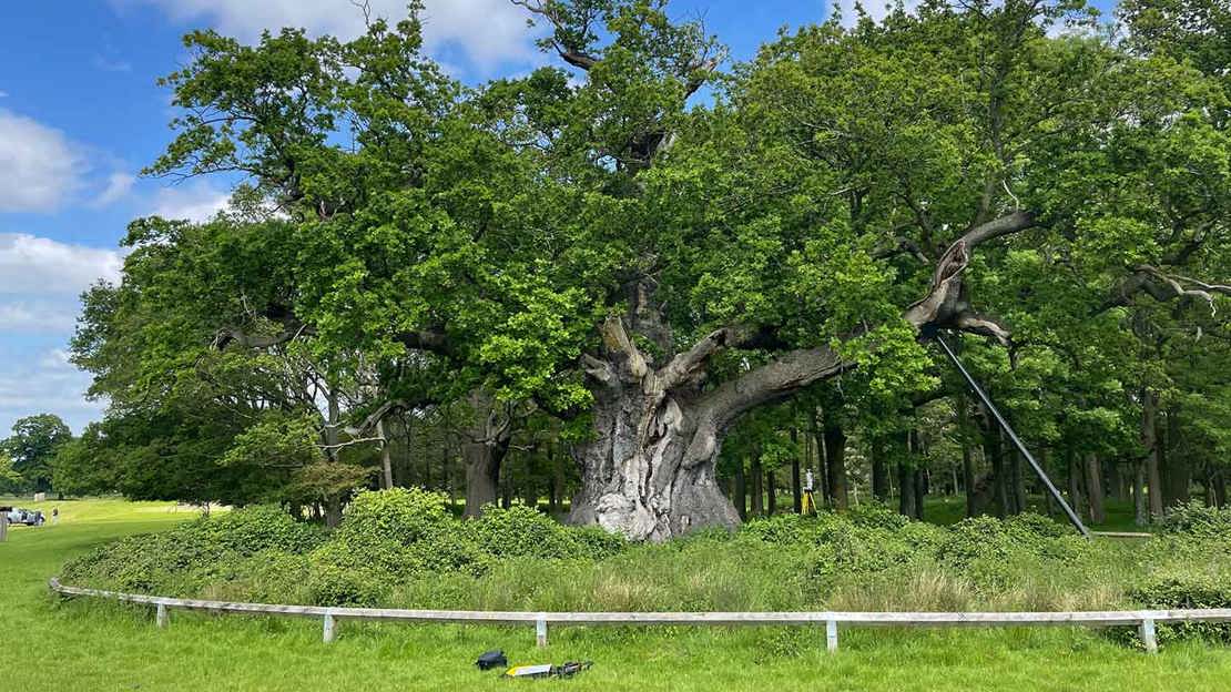 A large oak tree with a wide crown standing behind a white fence