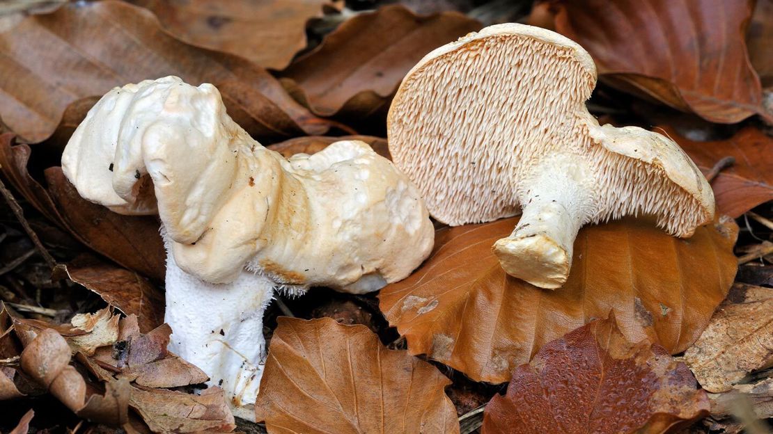 Picked hedgehog mushrooms lying on fallen leaves.