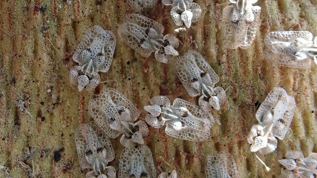 Group of plane lace bugs on tree bark.