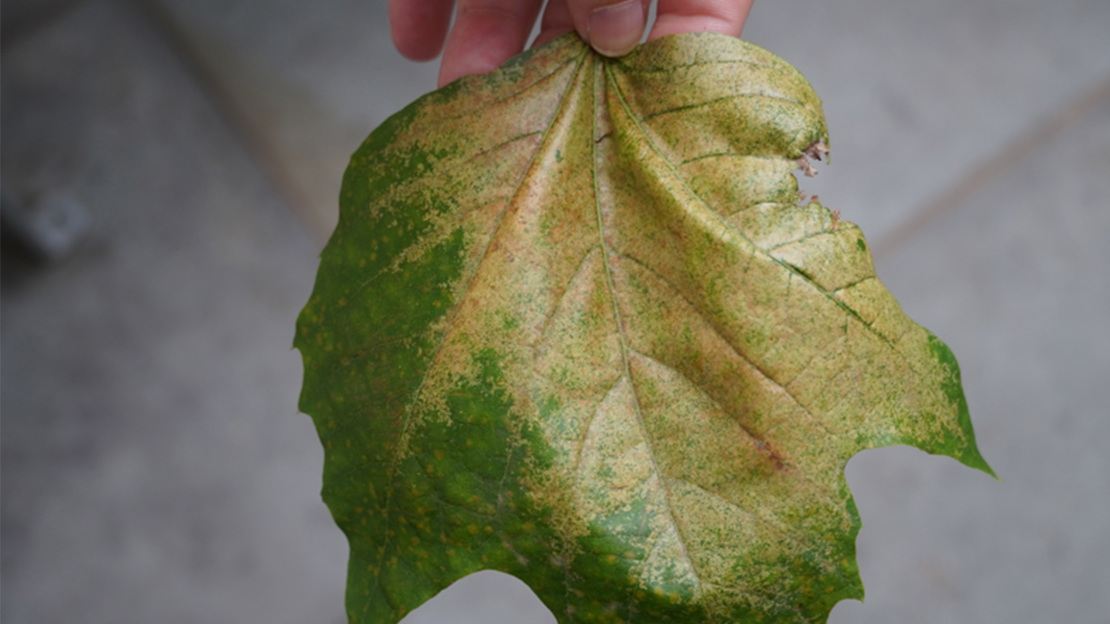 Person holding up partly discoloured leaf to camera.