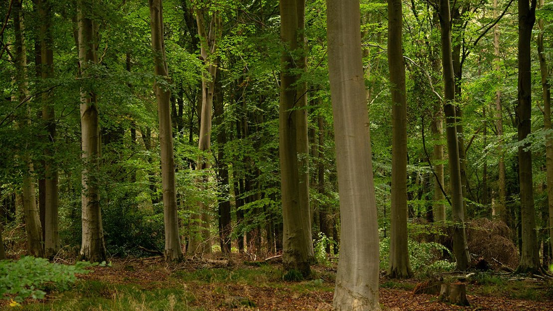 Ancient woodland at Harrison's Wood