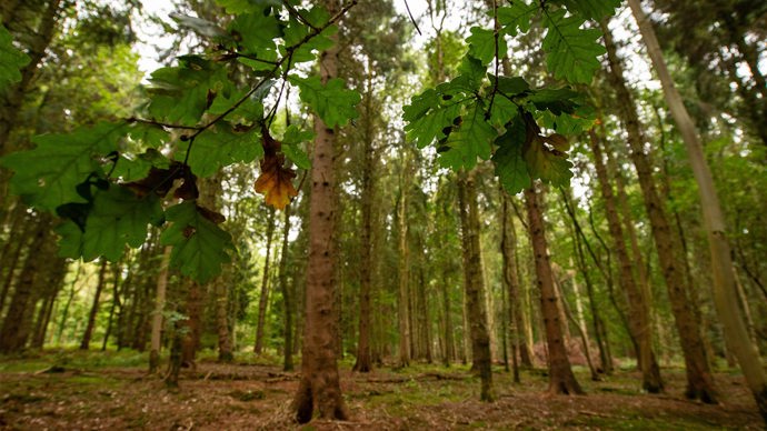 Broadleaved trees