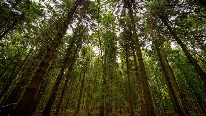 Dense structure of conifer trees