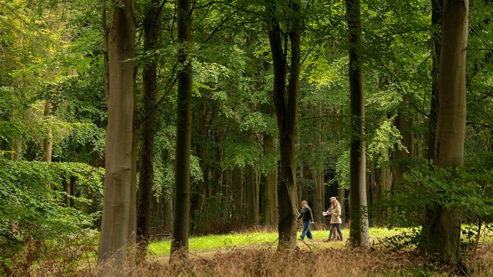 People walking among trees in the woods