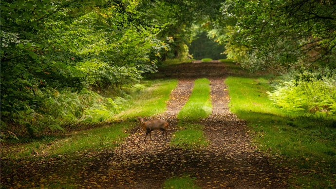 One muntjac on a path looking at the camera
