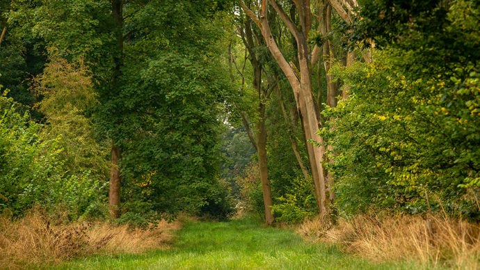 Grassy path bordered with broadleaved trees