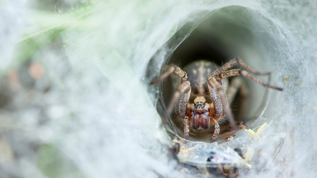 A labyrinth spider waiting in the entrance to a tunnel made of thick spider web
