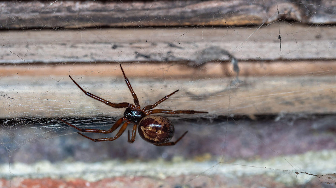 A dark and glossy noble false widow spider crawling across a wooden surface