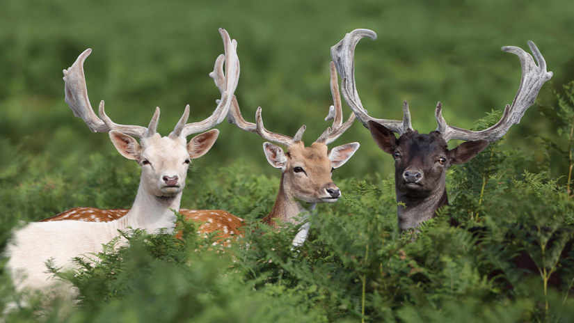 Umbraco.Cms.Infrastructure.PublishedCache.Property