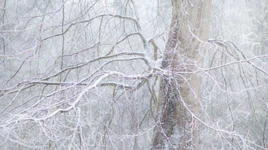 Hundreds of twisting tree branches spreading out towards camera, covered in pure white frost