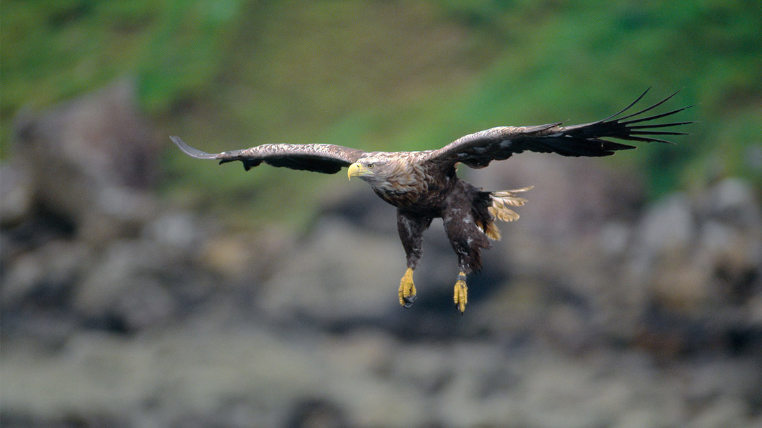 White-tailed eagle gliding with wings outstretched.