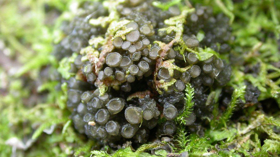 Close up of octopus suckers lichen growing on mossy rock.